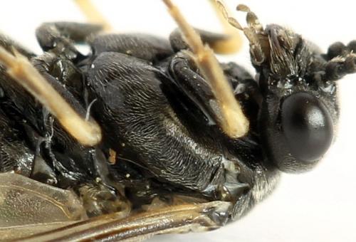 Monardis plana