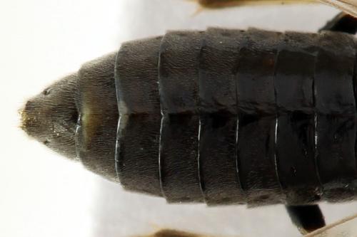 Réf. 290 916 : Monardis plana