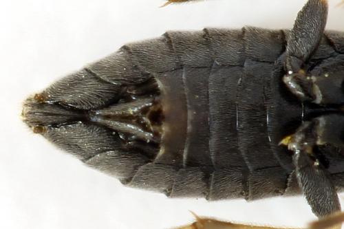 Réf. 290 917 : Monardis plana