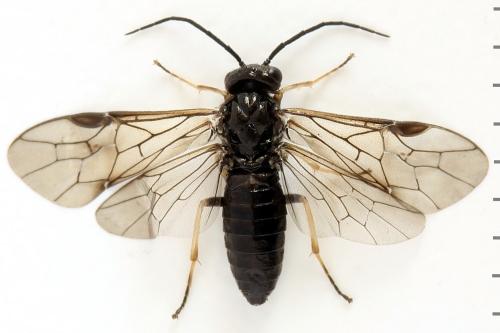 Priophorus brullei