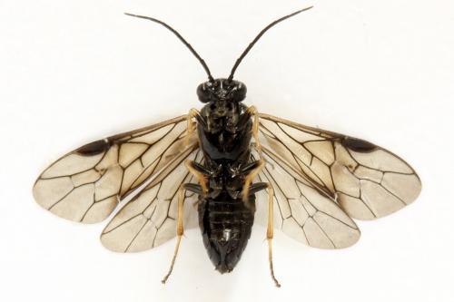 Priophorus brullei