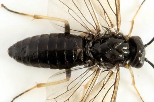 Priophorus brullei