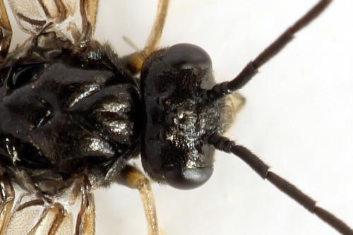 Priophorus brullei