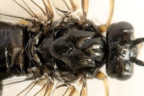 Réf. 290 922 : Priophorus brullei