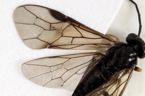 Priophorus brullei