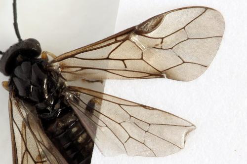 Priophorus brullei