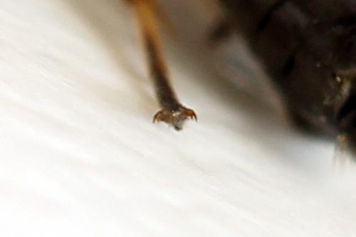 Priophorus brullei