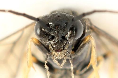 Priophorus brullei