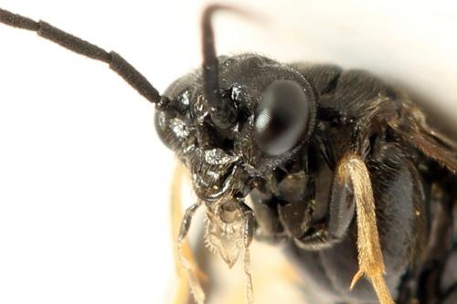 Priophorus brullei