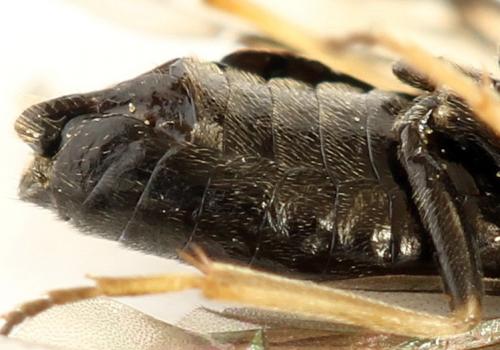 Priophorus brullei