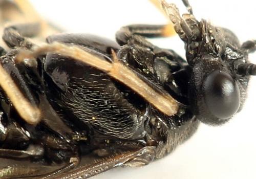 Priophorus brullei