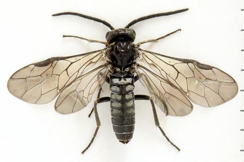 Réf. 290 952 : Empria pumila