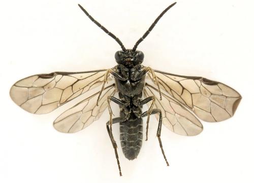 Empria pumila
