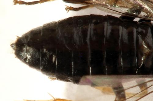 Réf. 290 931 : Priophorus brullei