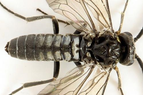 Réf. 290 954 : Empria pumila
