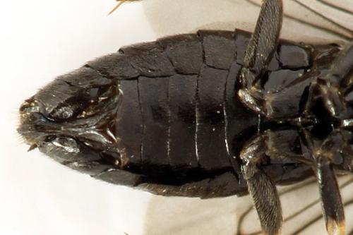 Priophorus brullei
