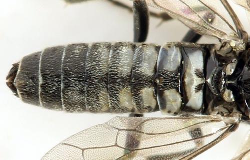 Réf. 290 955 : Empria pumila