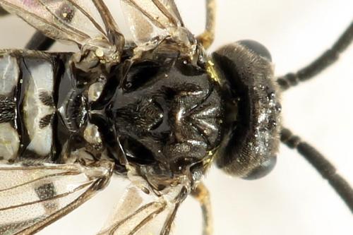 Réf. 290 957 : Empria pumila
