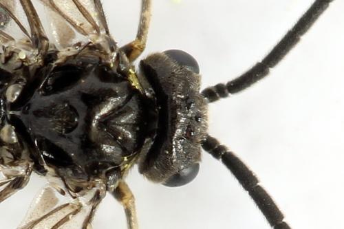 Réf. 290 958 : Empria pumila
