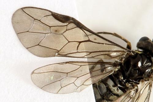 Réf. 290 959 : Empria pumila