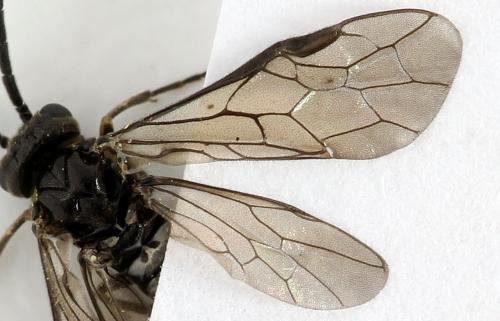 Empria pumila
