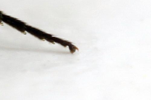 Empria pumila