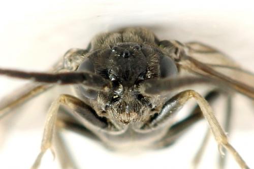 Réf. 290 962 : Empria pumila