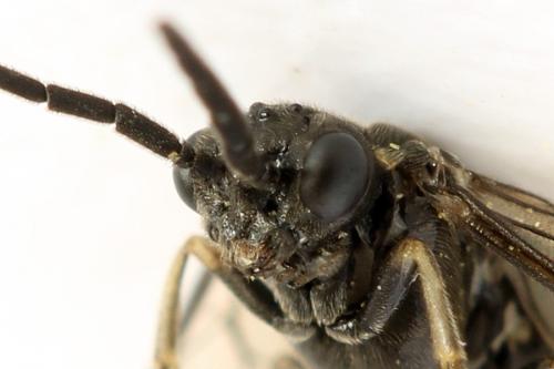 Réf. 290 963 : Empria pumila