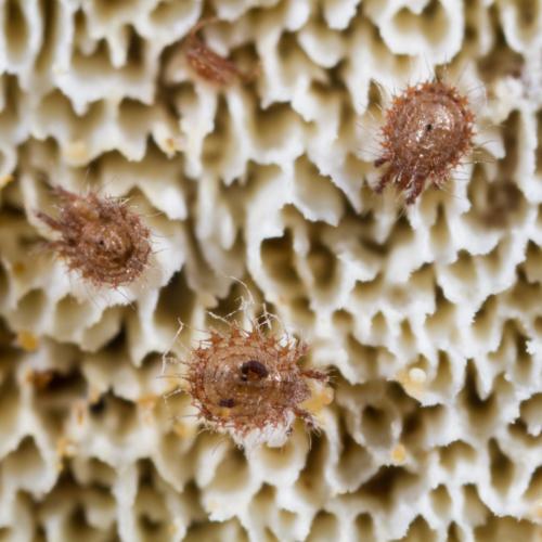 Cepheus latus