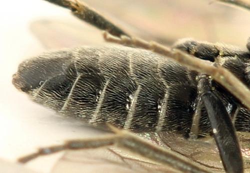 Réf. 290 964 : Empria pumila
