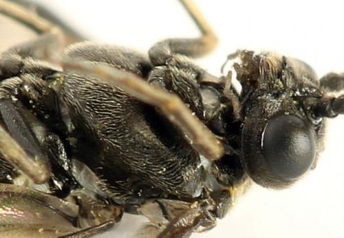 Empria pumila