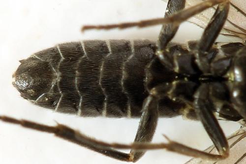 Réf. 290 967 : Empria pumila