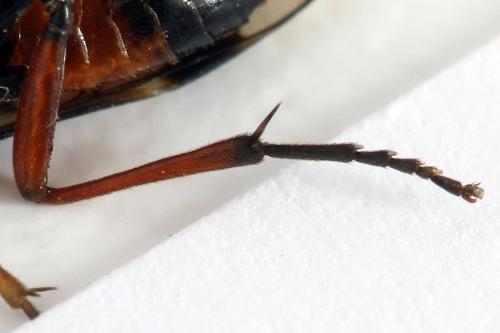 Aglaostigma aucupariae