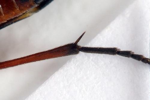 Aglaostigma aucupariae