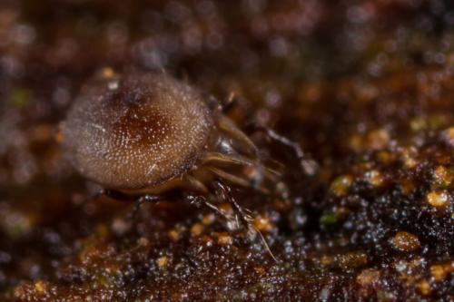 Réf. 290 674 : Xenillus tegeocranus