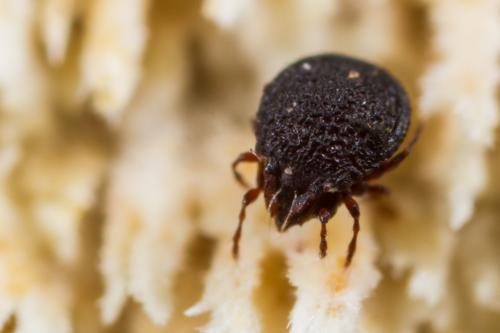 Cepheus sp.
