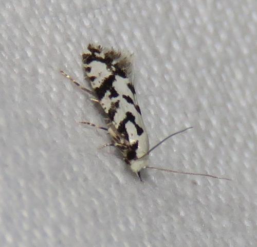 Réf. 290 028 : Nemapogon nigralbella