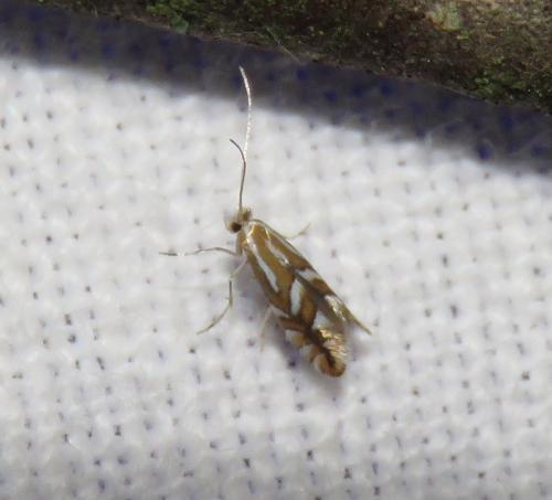 Réf. 290 131 : Phyllonorycter sp.