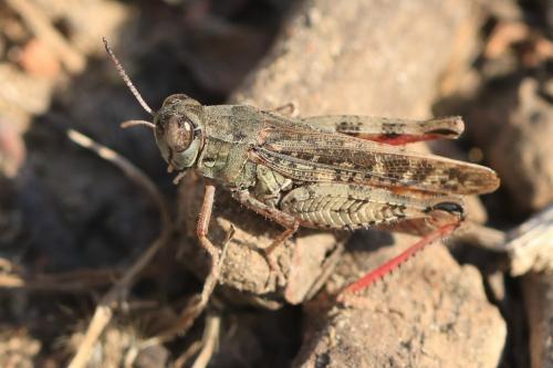 Calliptamus italicus italicus