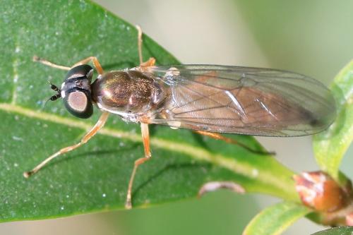 Sargus bipunctatus