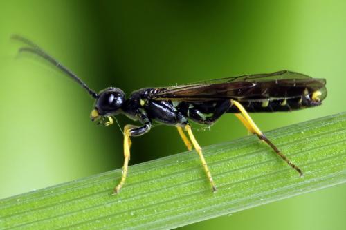Cephus spinipes