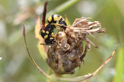 Réf. 290 621 : Parodontodynerus ephippium