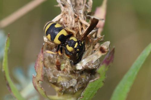 Réf. 290 622 : Parodontodynerus ephippium