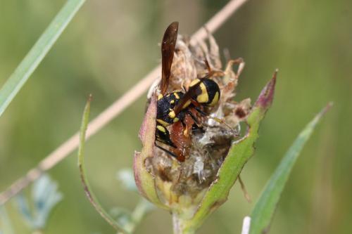 Réf. 290 623 : Parodontodynerus ephippium