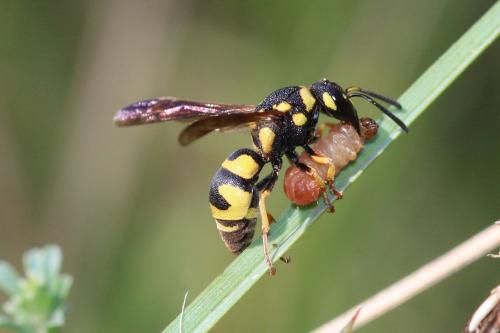 Réf. 290 624 : Parodontodynerus ephippium