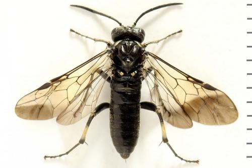 Réf. 290 969 : Macrophya albicincta