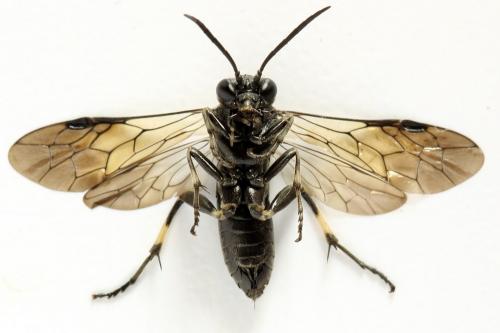 Réf. 290 970 : Macrophya albicincta