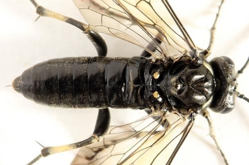 Réf. 290 972 : Macrophya albicincta