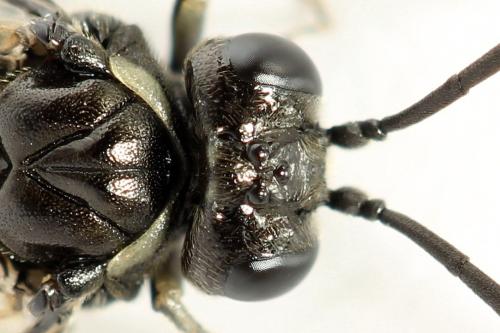 Réf. 290 974 : Macrophya albicincta