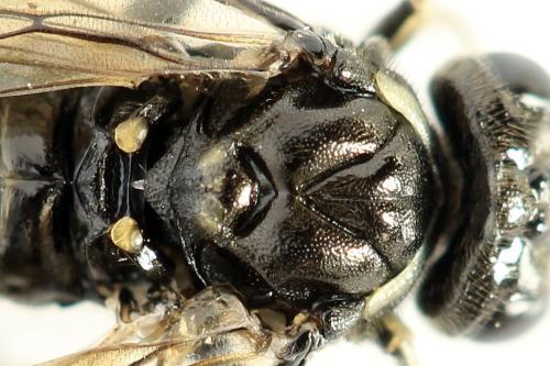 Réf. 290 973 : Macrophya albicincta